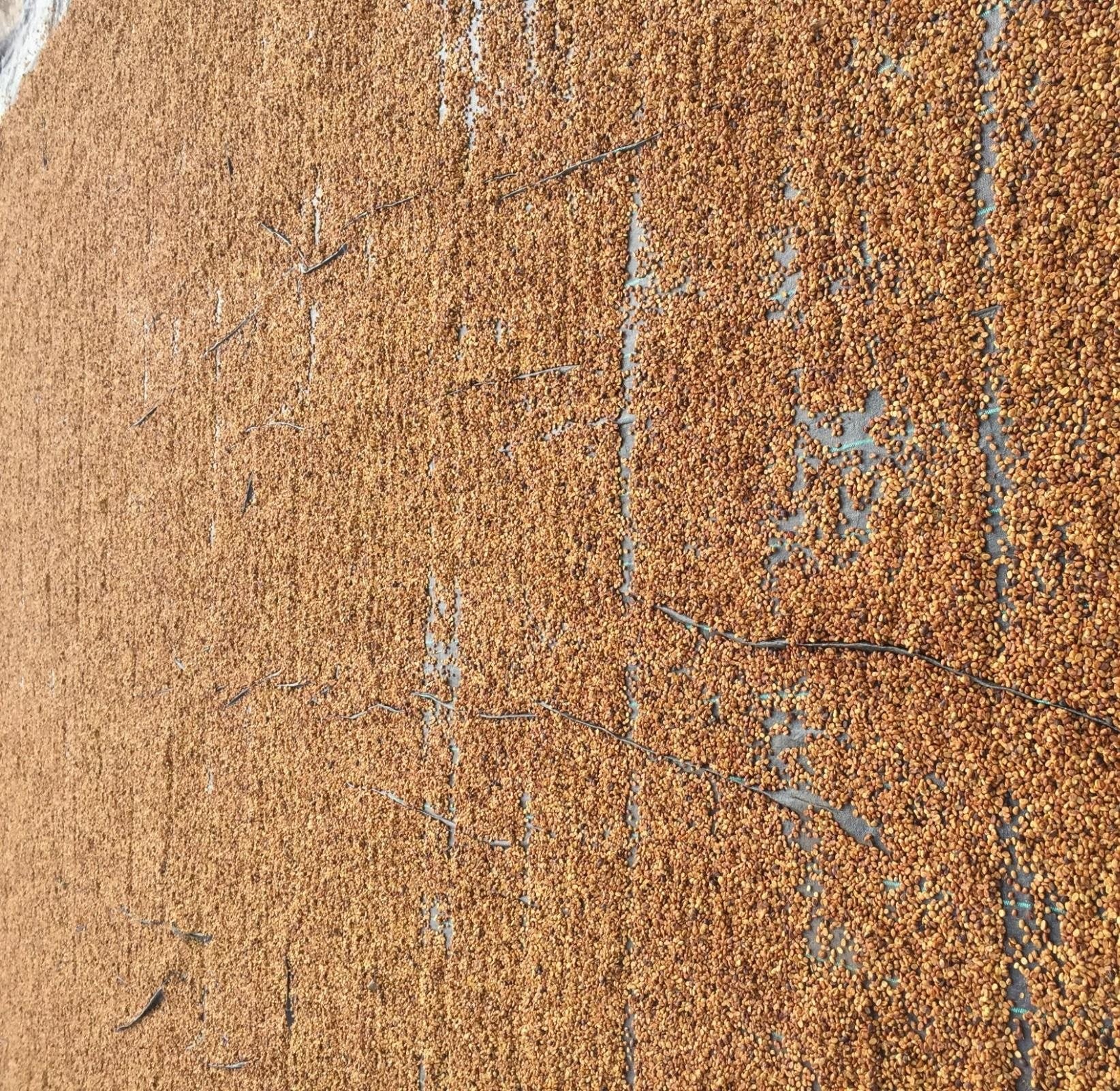 Sun Drying on Fibre Mats — Drying and storage