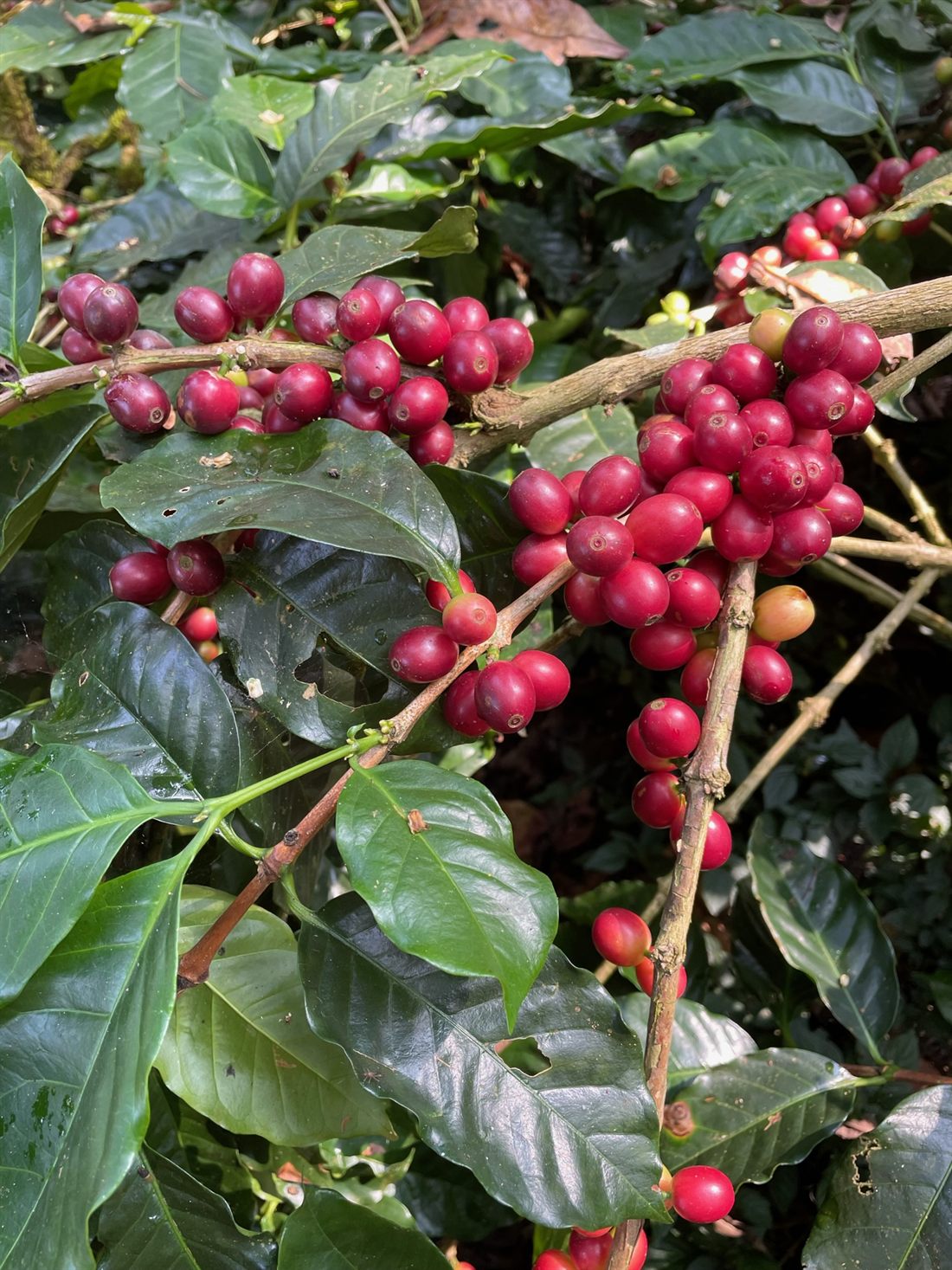 Ripe red coffee cherries on the branch at Angadi Estate