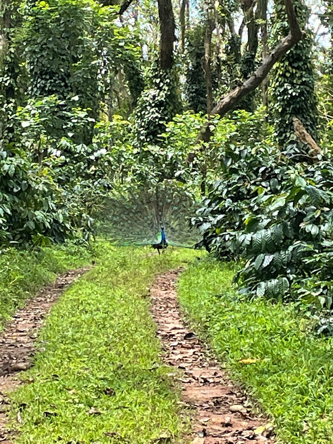A peacock on the estate path between the coffee at Angadi Estate