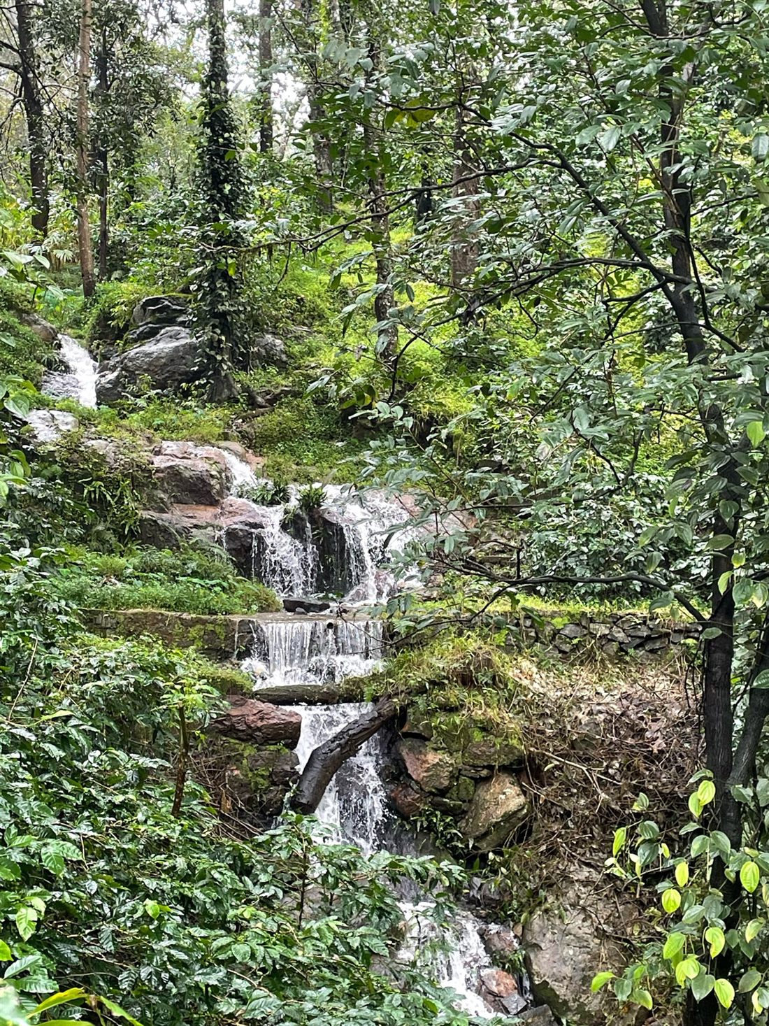 A stream running through the shaded coffee at Angadi Estate