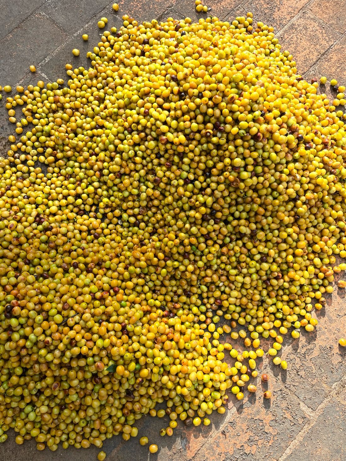 Freshly picked yellow Bourbon cherries at Angadi Estate