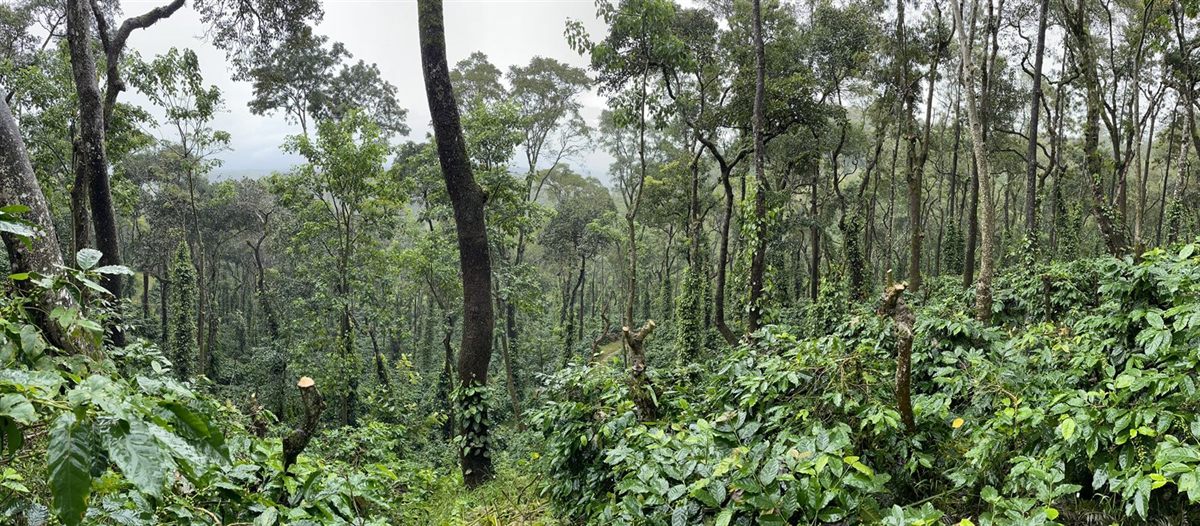 Shade-grown coffee under the forest canopy