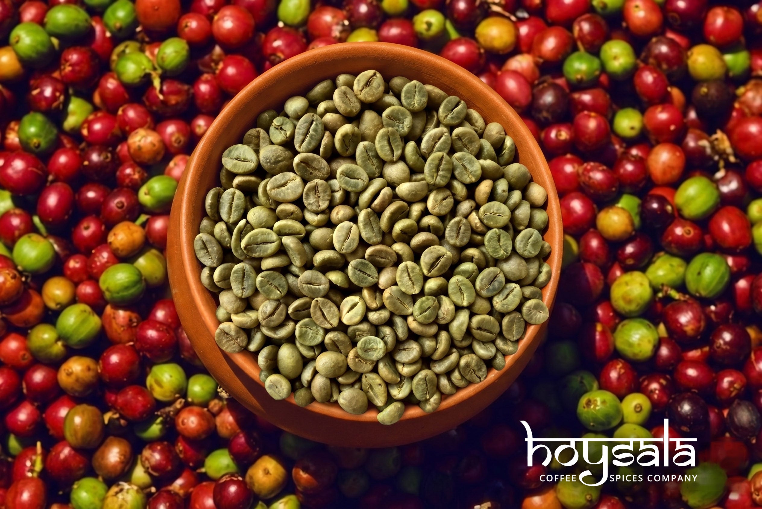 Halsu — Robusta