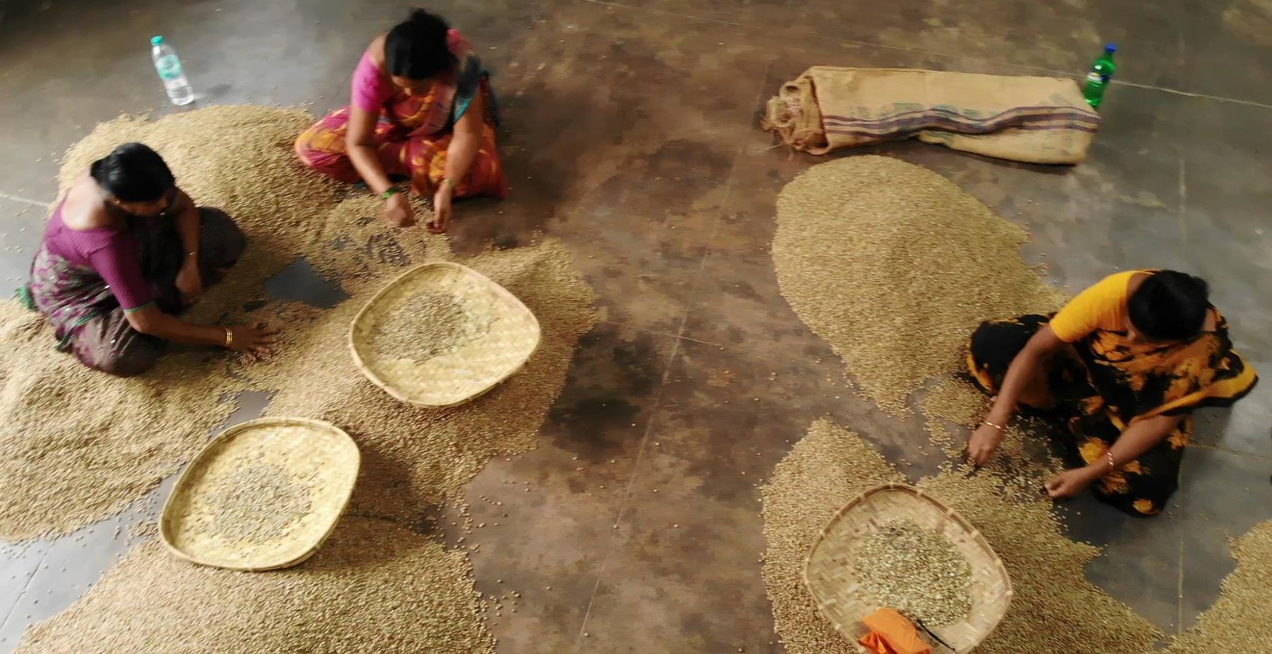 Hand Garbling — Curing and packing