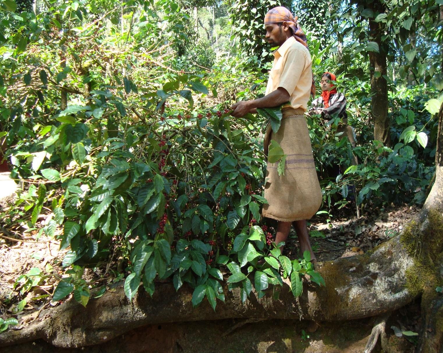 Pepper — Spices