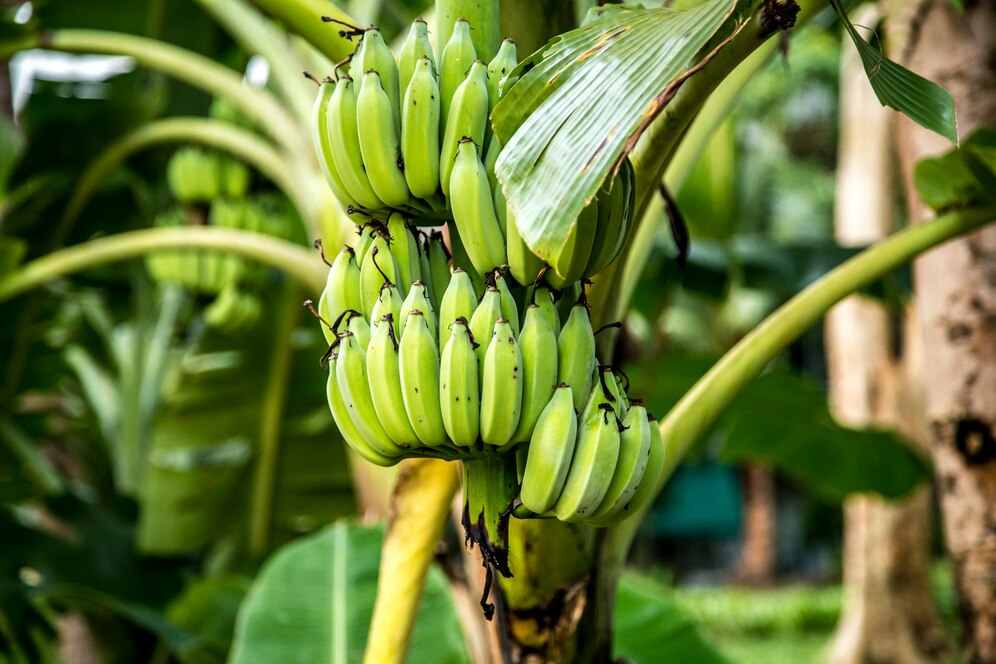 Bananas — Fruit