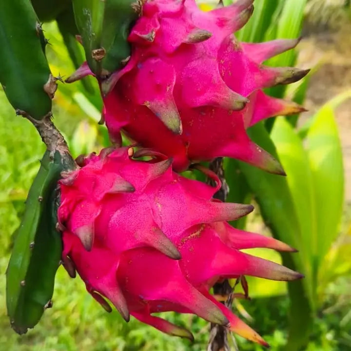 Dragonfruit — Fruit