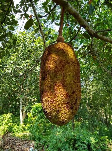 Jackfruit — Fruit