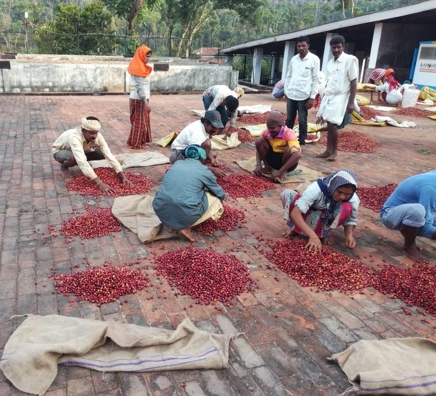 Sorting cherry before processing