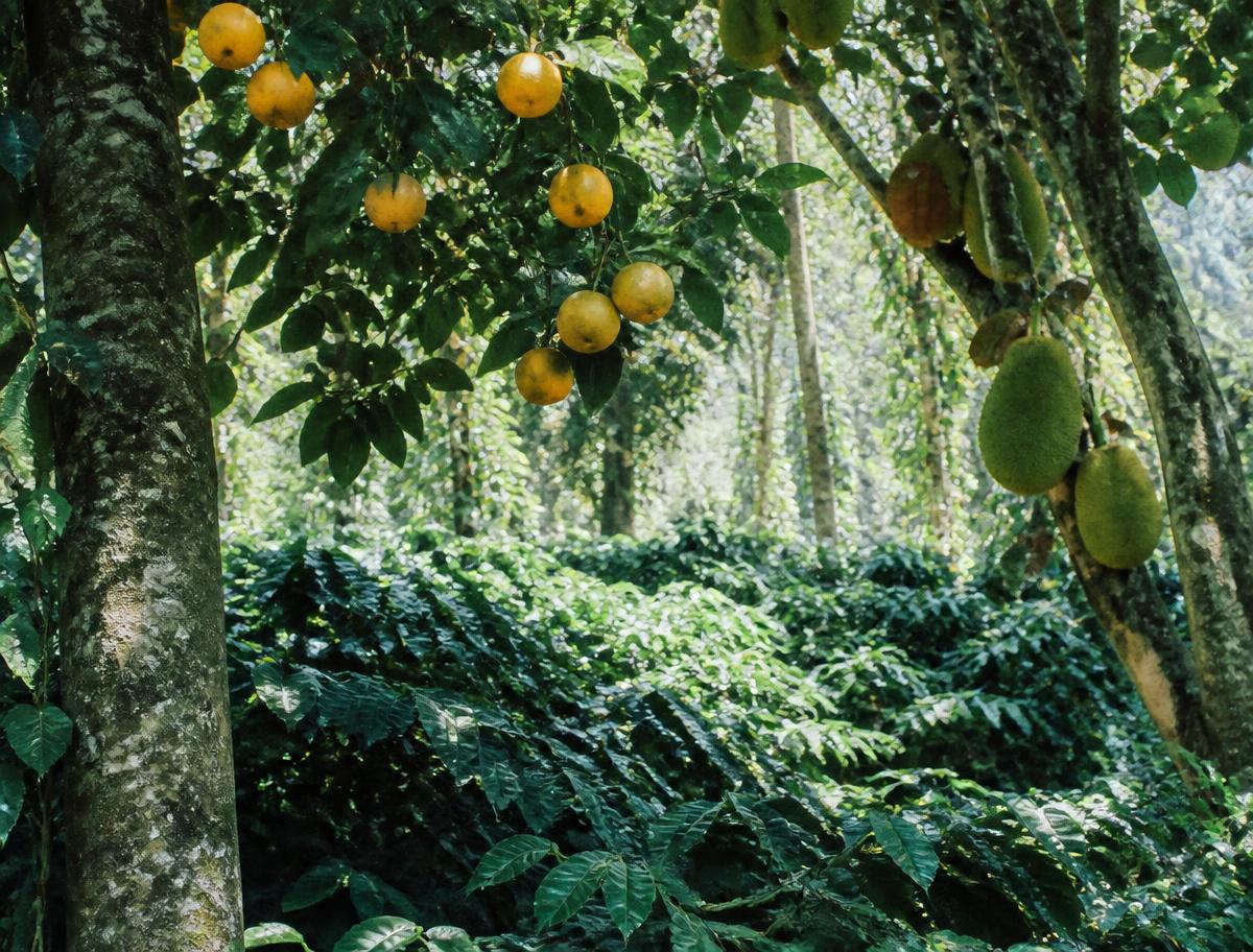 Fruit and coffee grown on the same ground