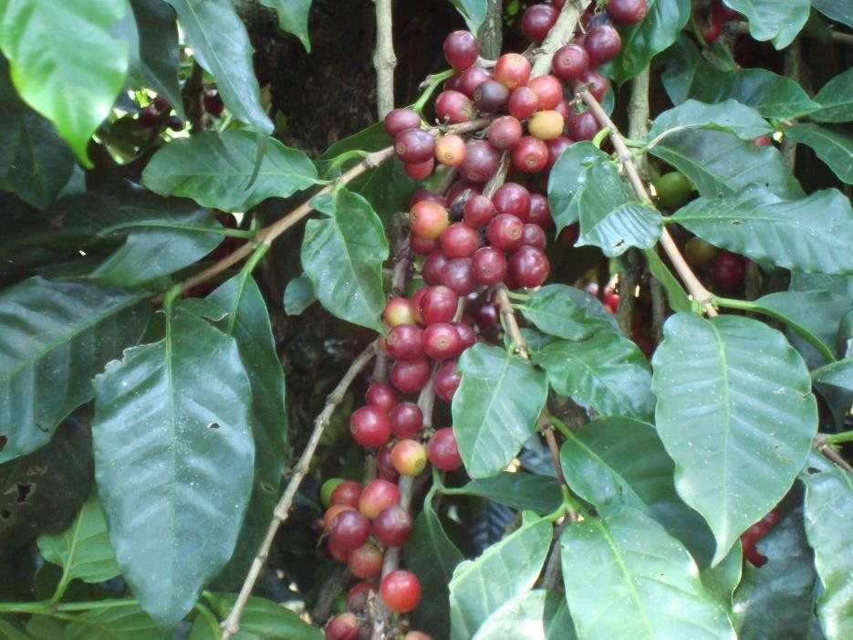 Ripe cherry ready for picking
