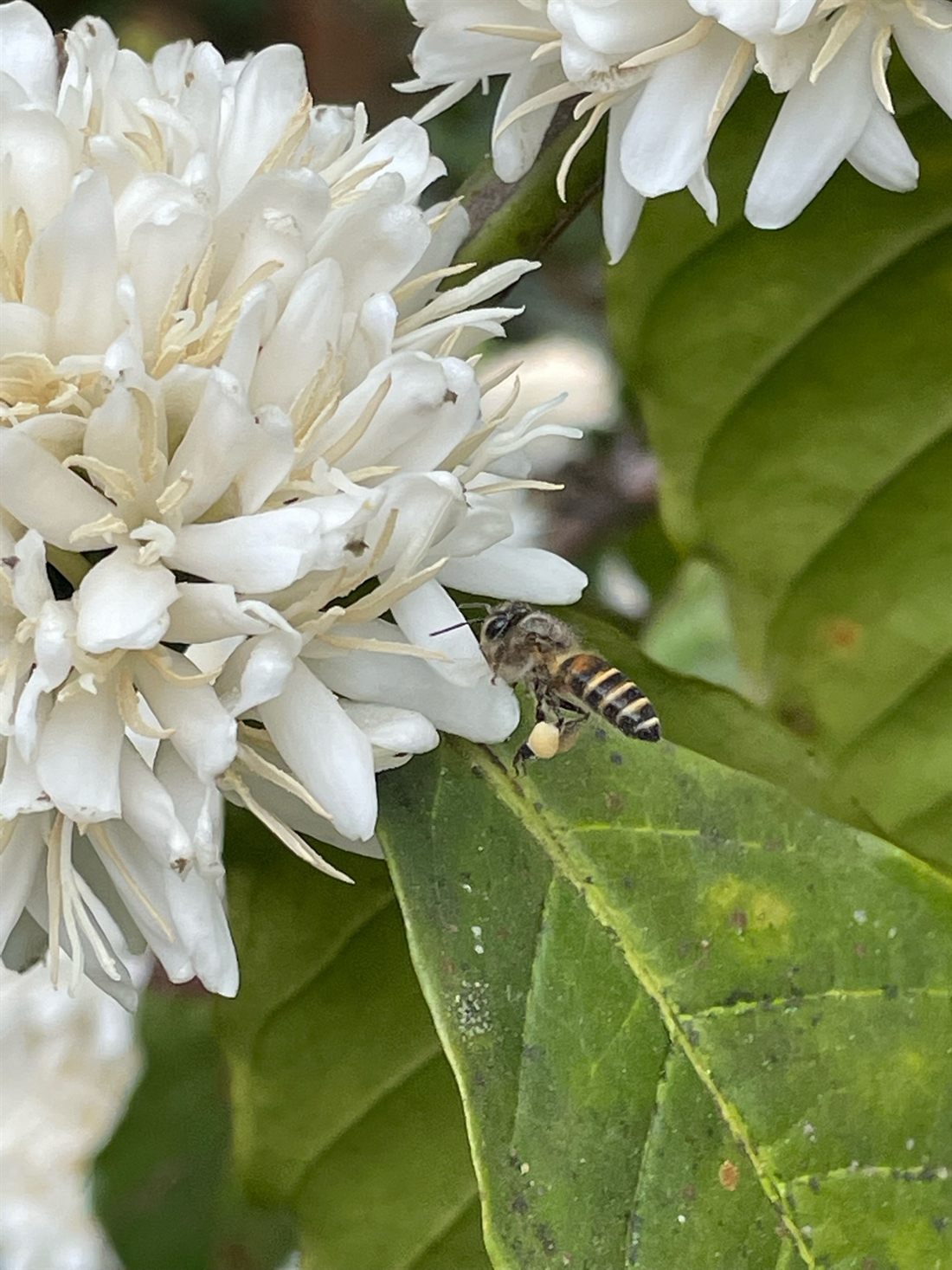 A bee on a coffee blossom at Angadi Estate