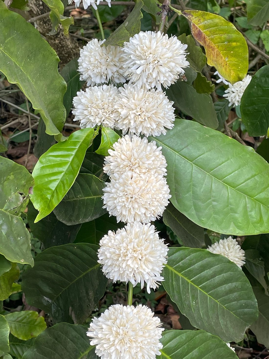 Coffee blossom at Angadi Estate