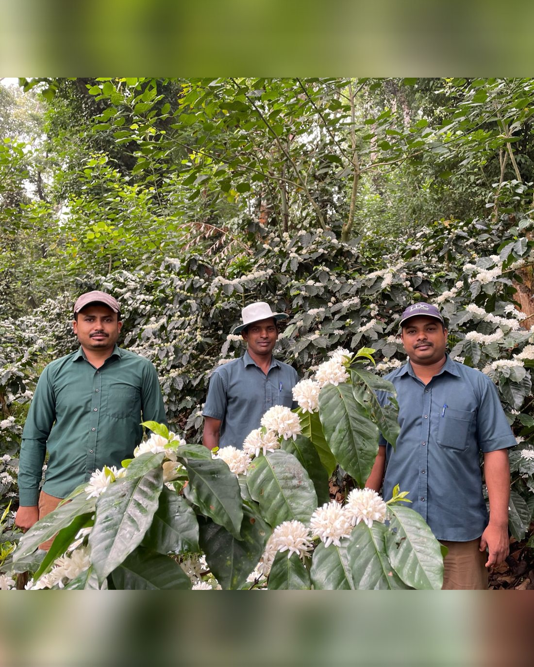 The Angadi Estate team standing in the coffee blossom