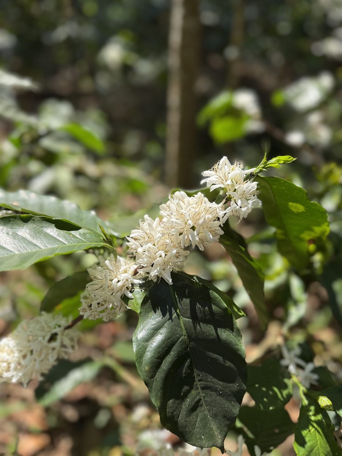 Coffee blossom at Hoysala Estate