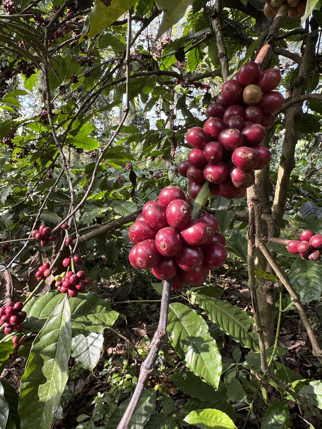 Ripe coffee cherries on the branch at Hoysala Estate