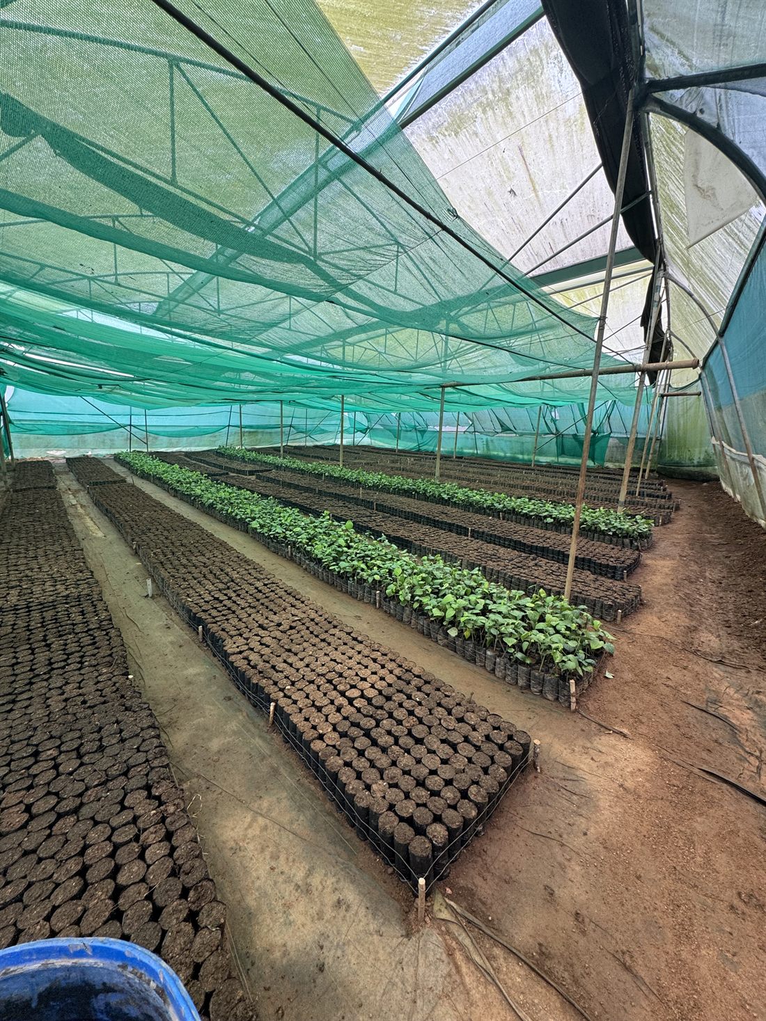 Coffee seedlings in the scientific nursery