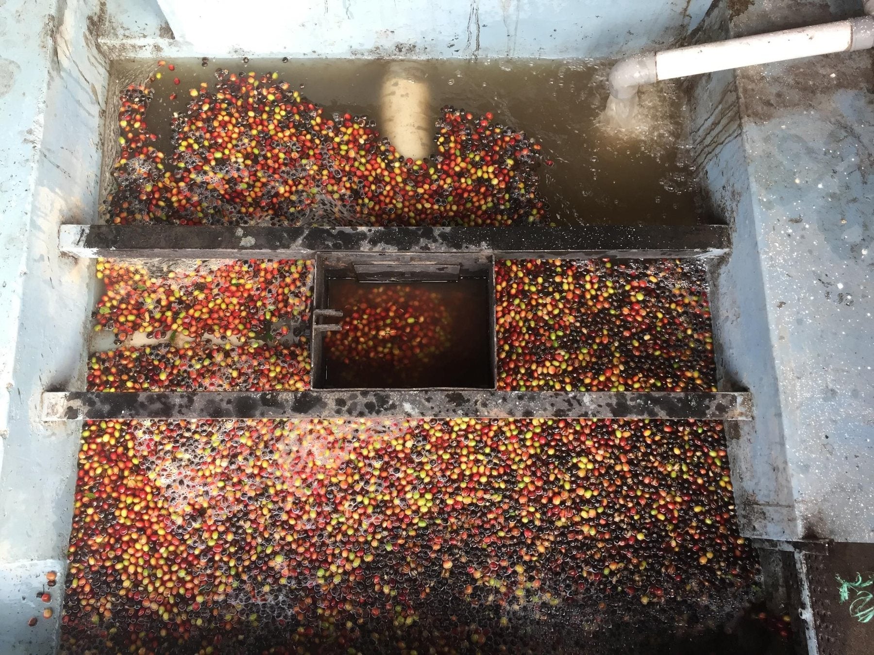 Pulping — Process