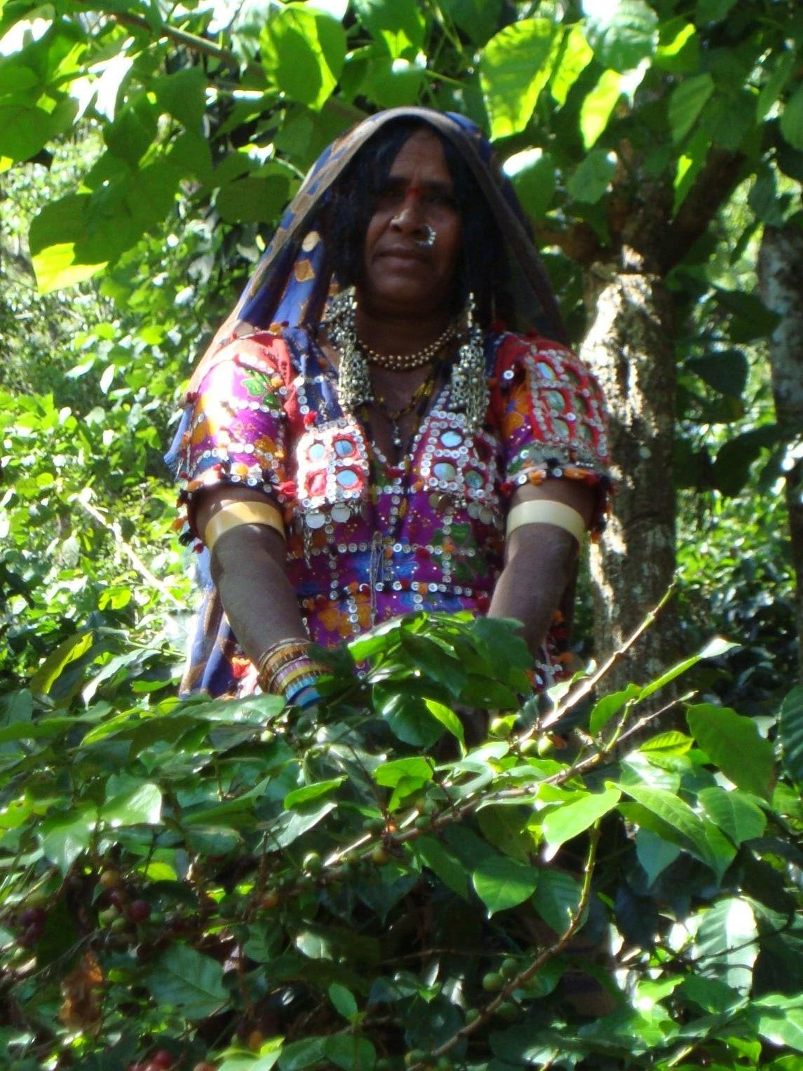 Hand Harvested — Process