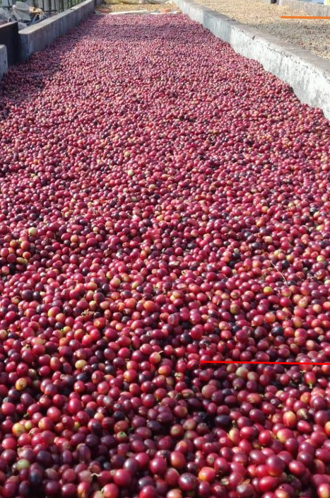 Natural Coffee — Washed and Natural