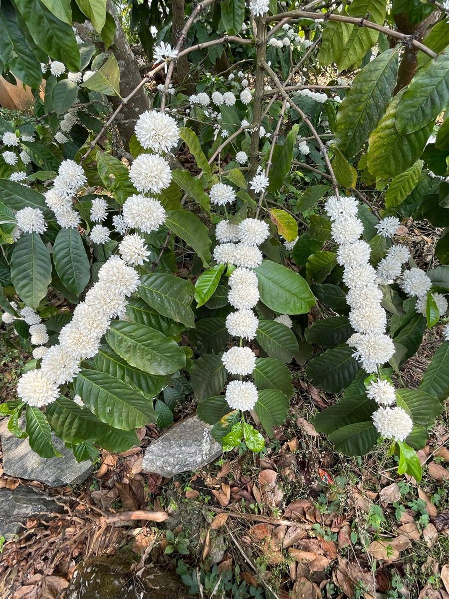 Coffee in full blossom on the estate