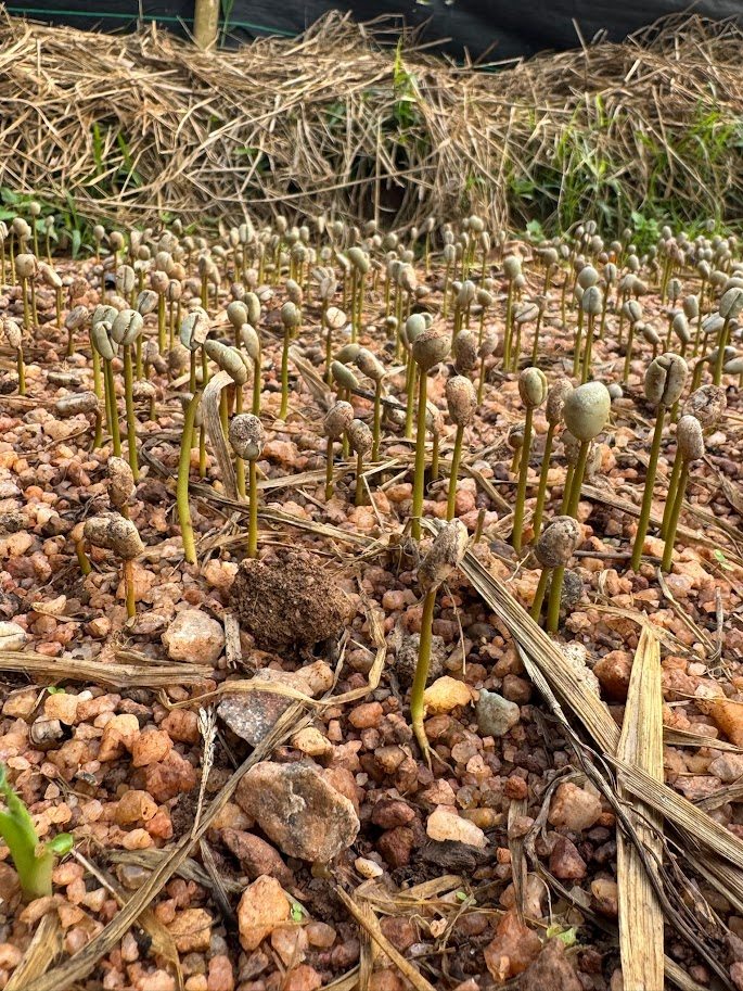 Coffee seed germinating in a nursery bed
