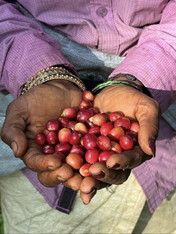 A farmer holding a double handful of ripe coffee cherries