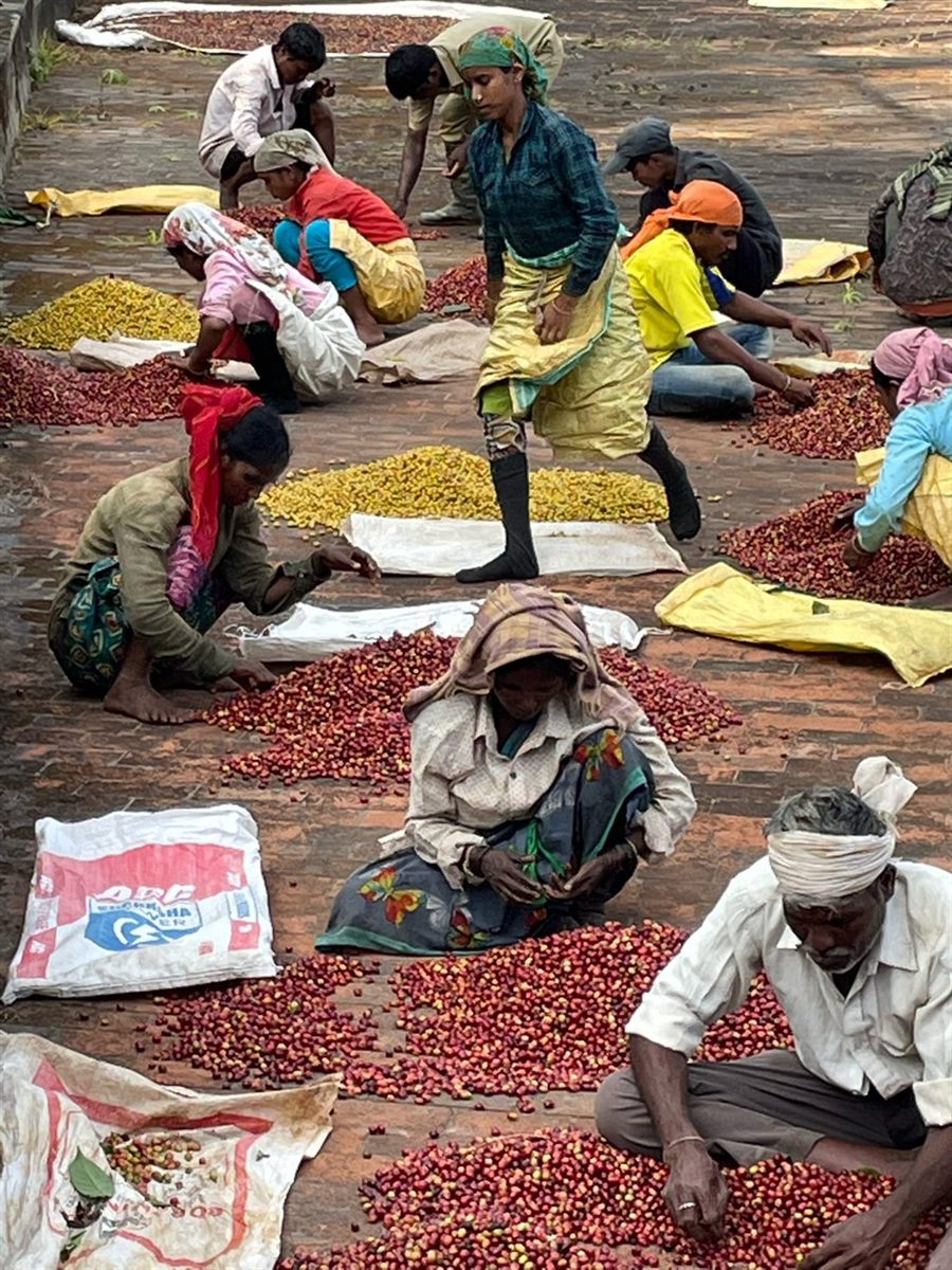 Pickers hand-sorting coffee cherries on the drying yard