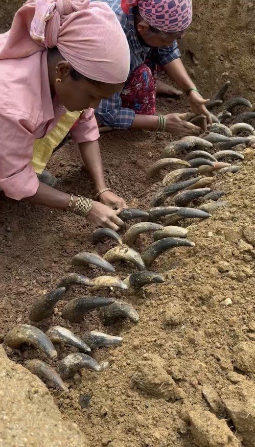 Cow horns packed with manure being laid in a trench on the farm