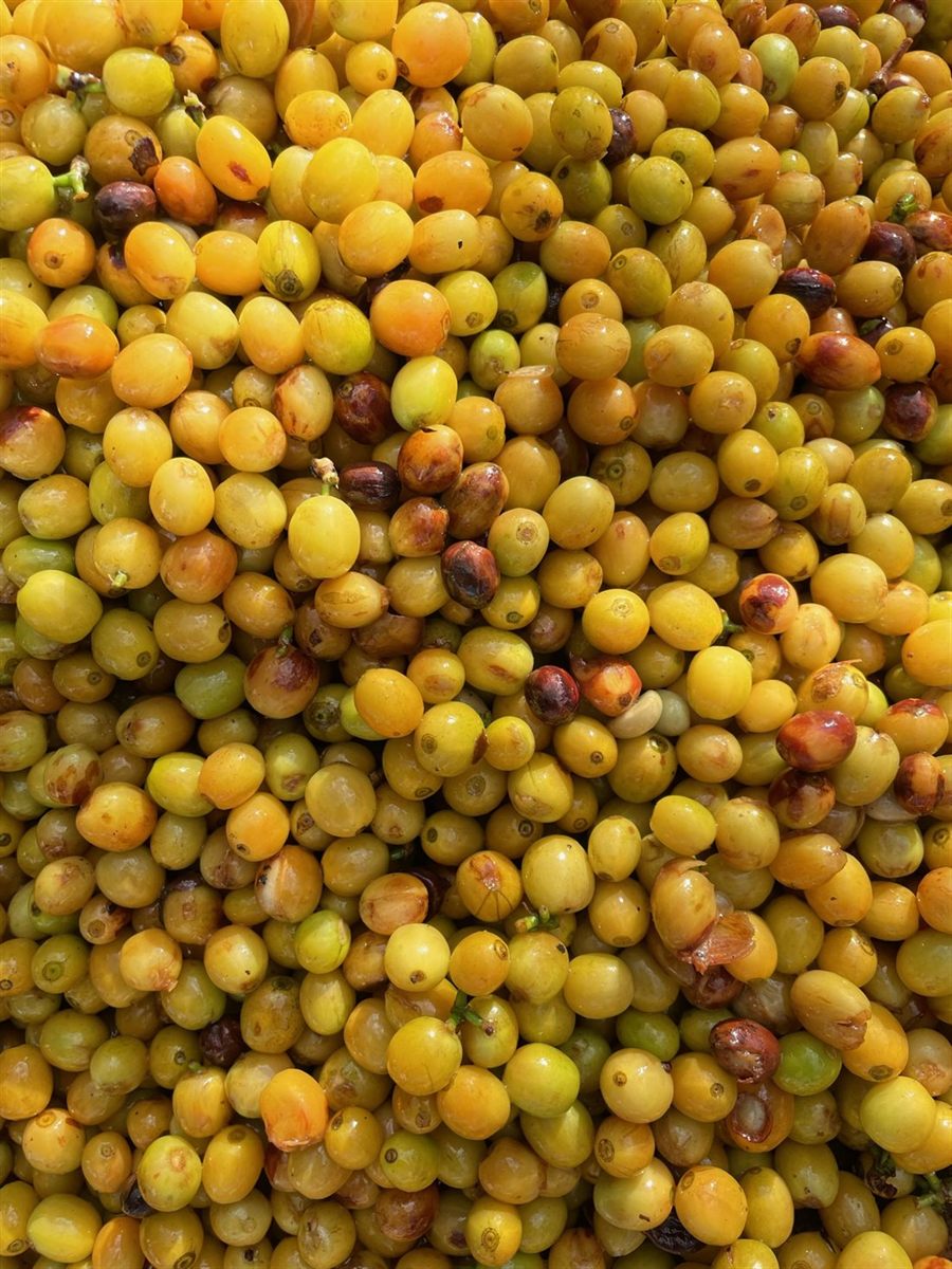 Ripe yellow Bourbon coffee cherries