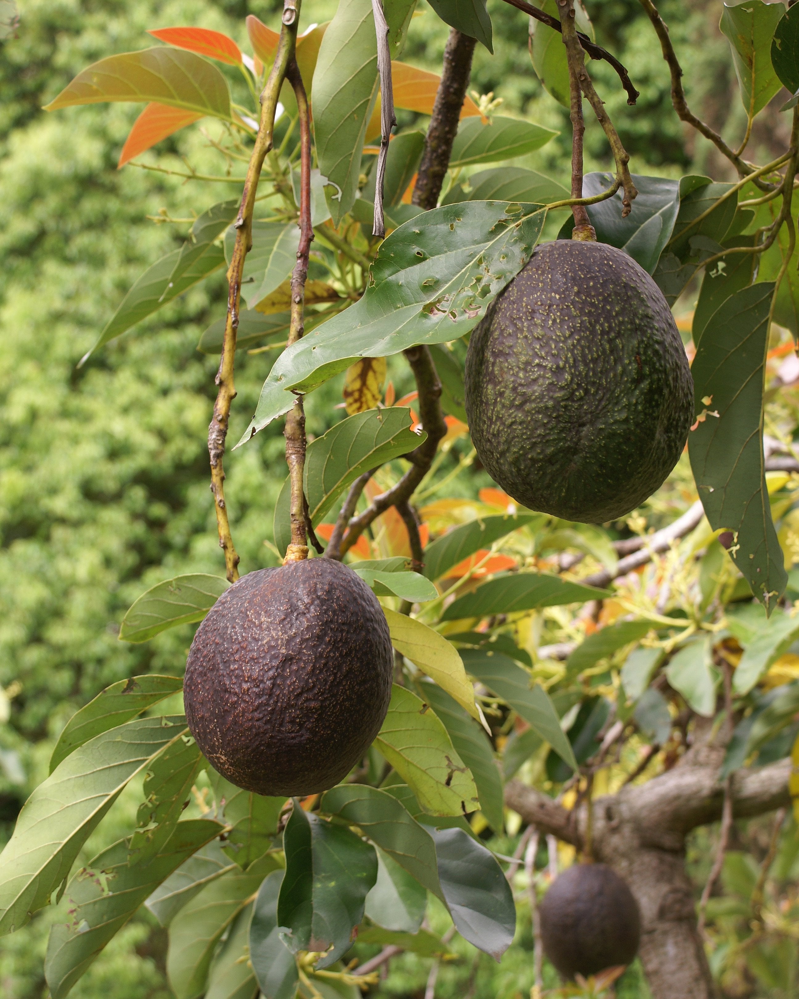 Avocados — Fruit