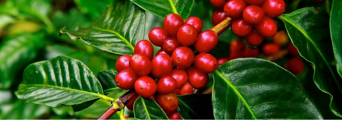 Coffee berries on a branch